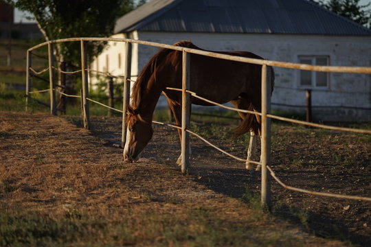 A brown horse eats grass in a corral.