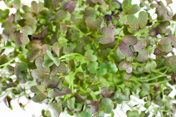 Mizuna microgreen of japanese mustard on a white background. Top view.