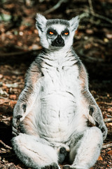 Sunbathing lemur male