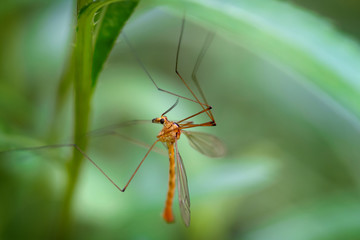 Close up of a mosquito with big legs