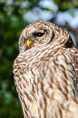 Tawny owl against background of blurred trees