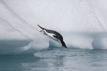 Adelie penguins leaping into the ocean off an iceberg - 303171662