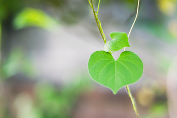  ้heart shaped leaves