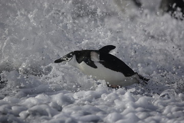 Chinstrap penguin goes into the surf on South Georgia Island - 303172021