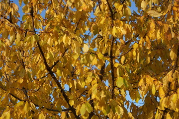 Herbstliche, sonnige Blattlandschaft eines Baums