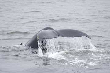 Humpback whale tail in Antarctica - 303172463