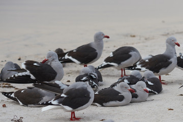 Group of Dolphin Gulls (Leucophaeus scoresbii) on a sandy beach in the Falkland Islands.