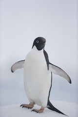 Adelie penguin on Antarctic iceberg - 303172673