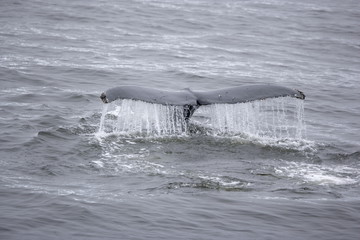 Humpback whale tale in Antarctica - 303172684
