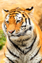 Fototapeta na wymiar A Bengal tiger at a pond,