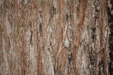 tree bark trunk background