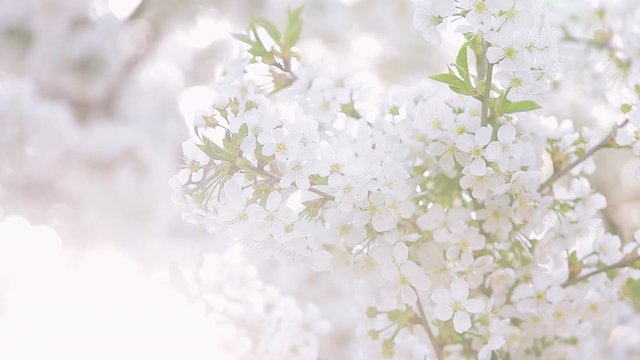 Beautiful sunny spring blooming orchard in soft sunlight isolated on sky background. 