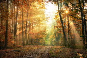 Naklejka na ściany i meble Autumn morning in the forest
