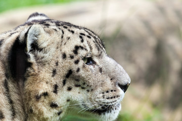 Snow Leopard - head shot.