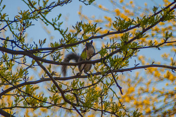 Gray Squirrel, in Black Locust tree.