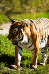 Fototapeta na wymiar Tiger in the wild