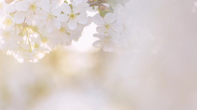 Beautiful sunny spring blooming orchard in soft sunlight isolated on sky background. 