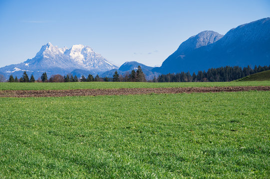 Gr&uuml;ner Acker mit Kaisergebirge und Wildem Kaiser im Hintergrund