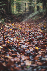 autumn leaves in forest