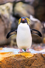 Crested penguin standing on a rock  © Thomas Sztanek