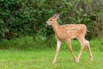 Obraz premium Young Whitetail Deer