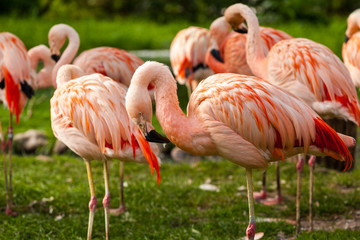 Fototapeta na wymiar Pink Greater Flamingos, Phoenicopterus are in the water. Flamingos cleaning feathers. Wildlife scene from nature.