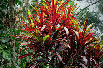 Obraz premium Croton that use brightly colored leaves to decorate the garden.