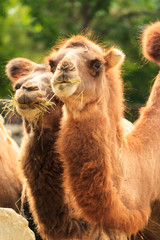 Fototapeta premium Portrait of camels