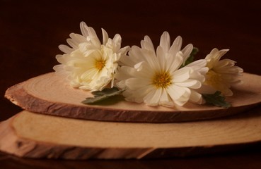Obraz na płótnie Canvas Background with flowers - beautiful white chrysanthemum