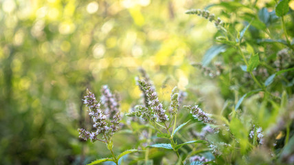 Blooming wild mint. Green summer garden