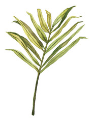 Obraz premium Watercolor hand drawn rainforest tropical leaf botanical illustration isolated on white background