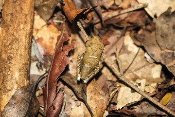 Hidden frog faded into the leaves