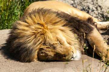 Fototapeta premium Male lion with small mane sleepin in brown grass resting his head on paws.