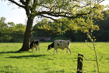Fototapeta premium Cows on pasture