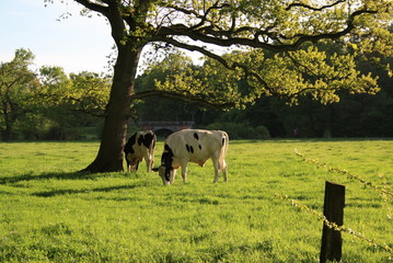 Cows in the field