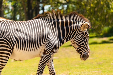 Fototapeta na wymiar Zebras on grassland in one of the National park of Kenya and border of Tanzania Africa