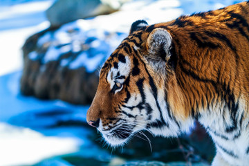  Close up of a  Siberia Tiger in natural seting
