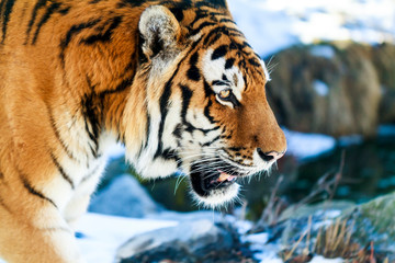  Close up of a  Siberia Tiger in natural seting