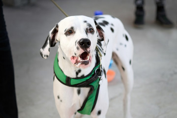 Dalmatian with open mouth close-up. Big white dog with black spots on a green leash. Domestic thoroughbred dog for a walk.