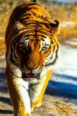  Close up of a  Siberia Tiger in natural seting