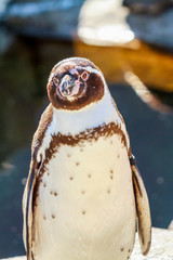 Humboldt Penguin - Spheniscus Humboldti