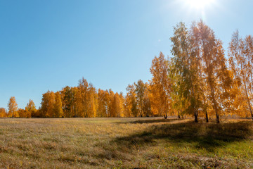 Fototapeta premium Autumn in the forest