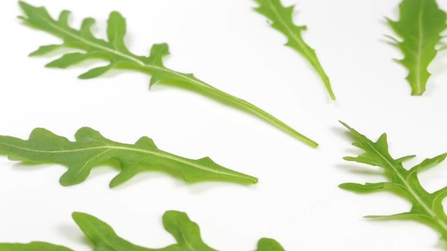 Closeup view of green leaves of rocket salad or ruccola isolated on white background. Macro shoot video footage.