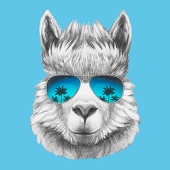 Portrait of Llama with sunglasses. Hand-drawn illustration. Vector isolated elements.	