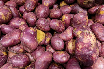 Young red potatoes. Fresh potato harvest. Potato background. Place for text