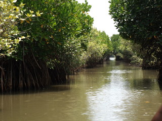 Backwater forest and river and boats