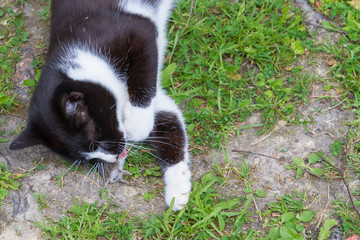 Black and white house cat caught a gray mouse and plays with it