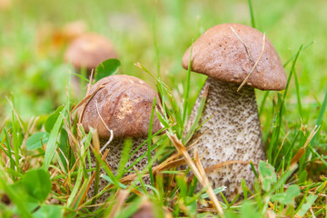 Boletus mushrooms grow in the summer in the green grass