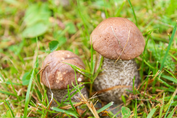 Boletus mushrooms grow in the summer in the green grass