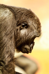 Adolescent low land female gorilla